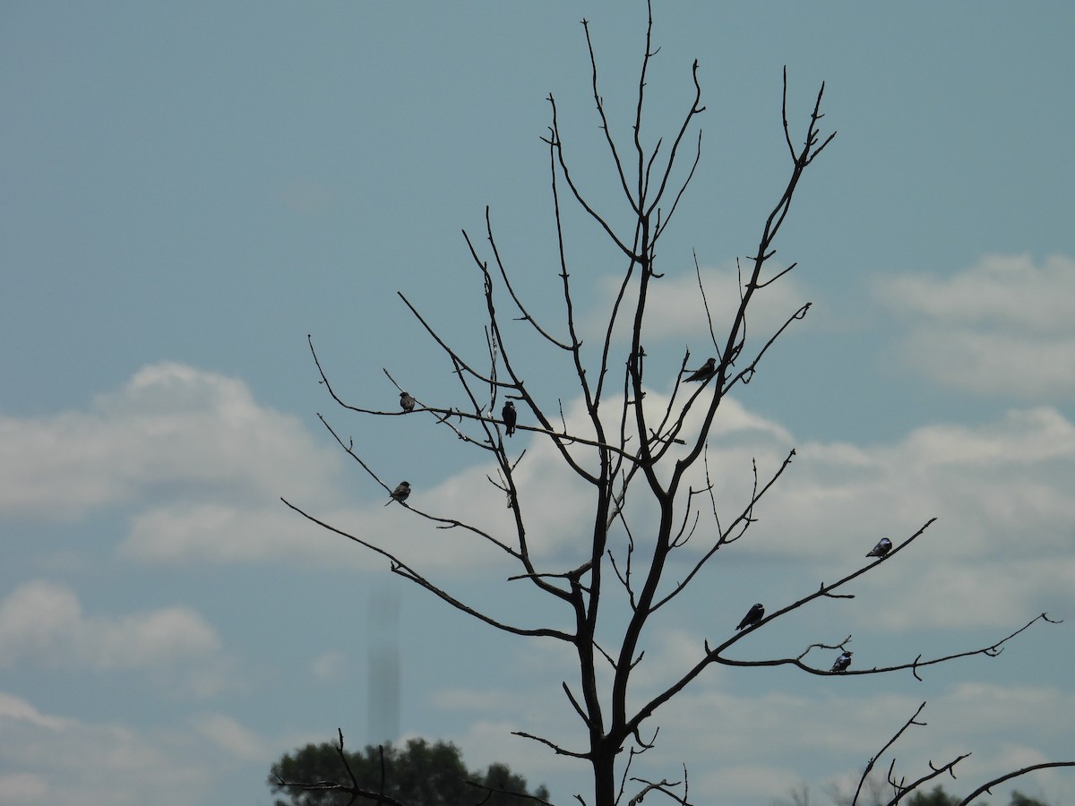 swallow sp. - ML639101423