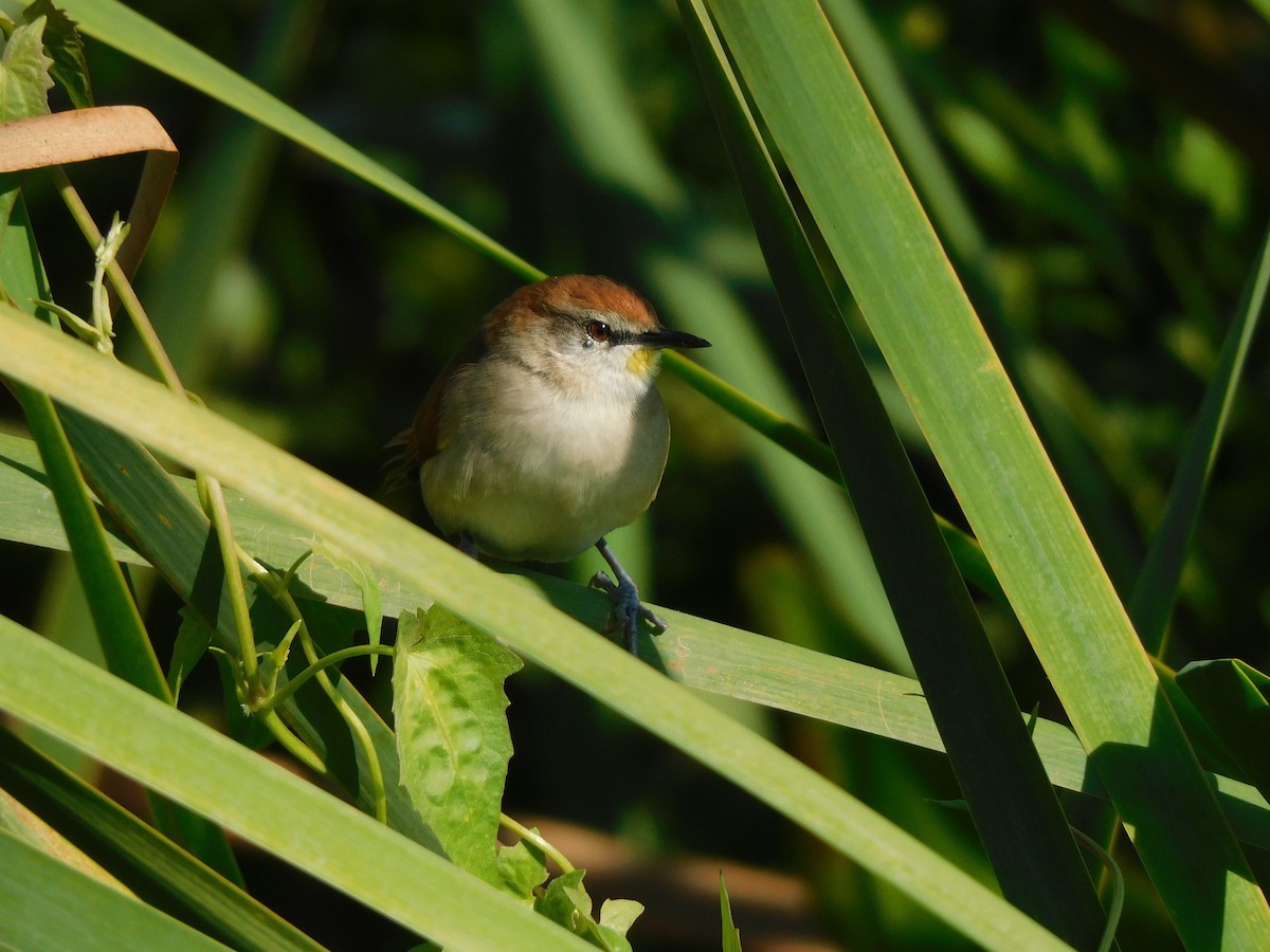 Yellow-chinned Spinetail - ML639101426