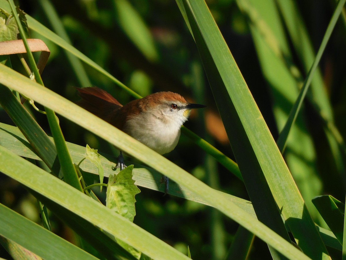 Yellow-chinned Spinetail - ML639101427