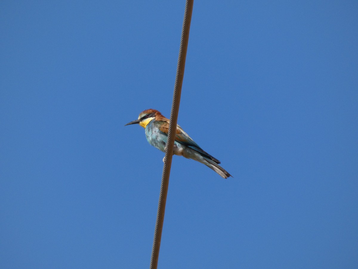 European Bee-eater - ML639101433