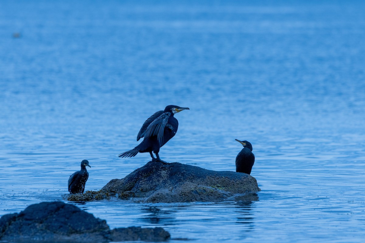 Great Cormorant - ML639101436