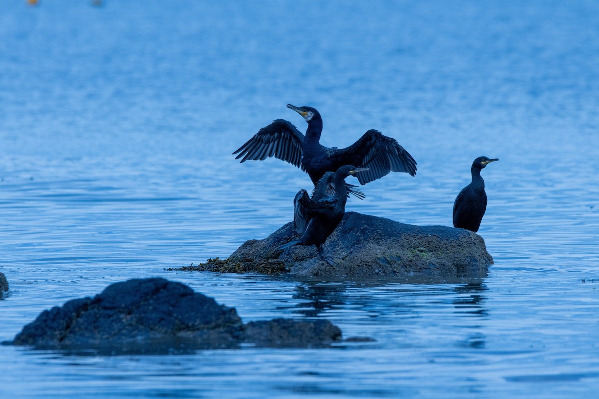 Great Cormorant - ML639101437