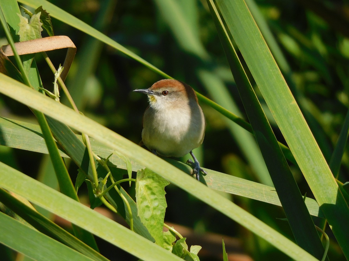 Yellow-chinned Spinetail - ML639101450