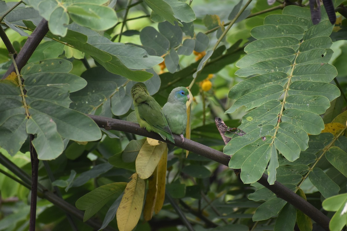 Spectacled Parrotlet - ML639101452
