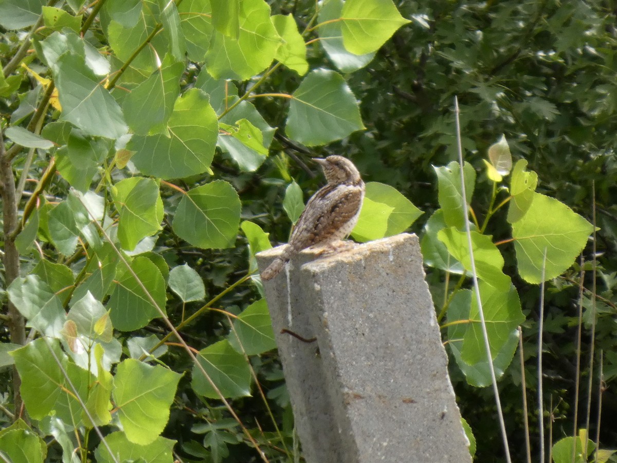 地啄木 - ML639101463