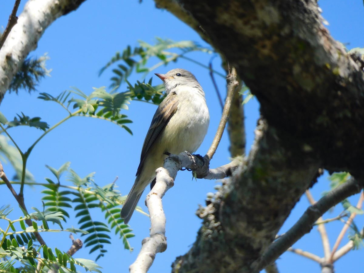 Southern Beardless-Tyrannulet - ML639101468