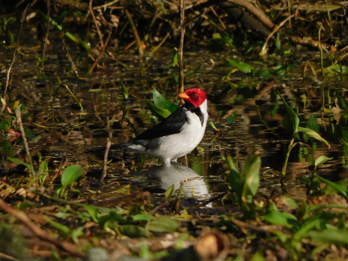 Yellow-billed Cardinal - ML639101474