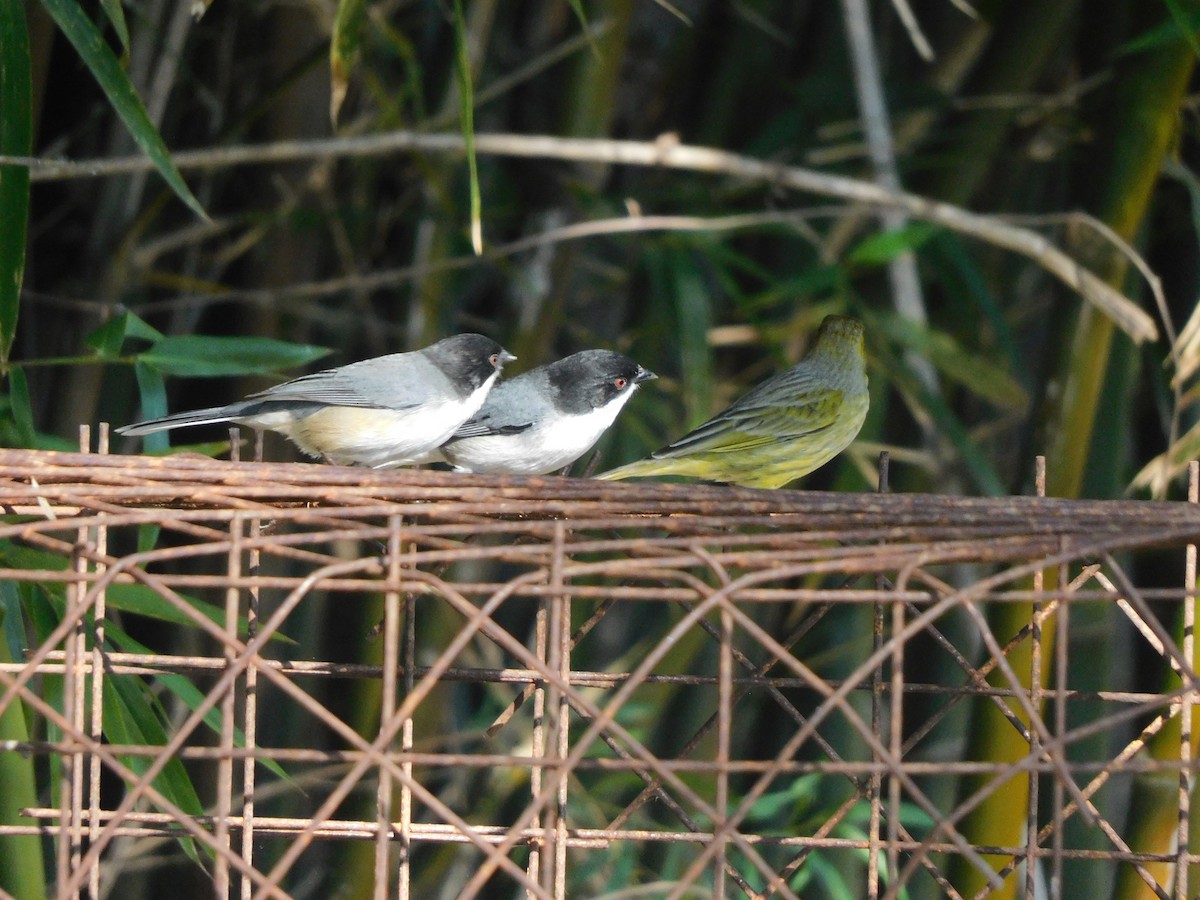 Black-capped Warbling Finch - ML639101488