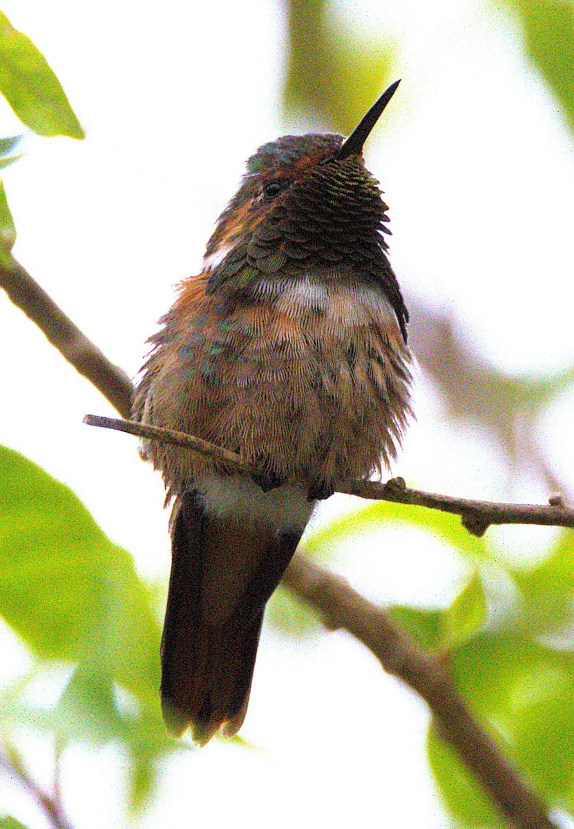 Scintillant Hummingbird - ML639101496