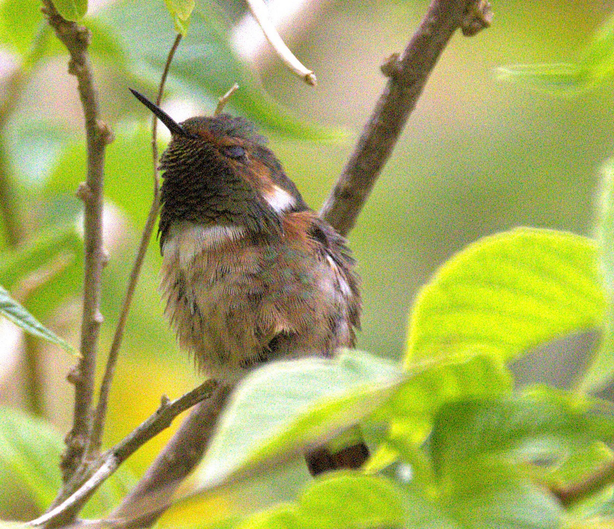 Scintillant Hummingbird - ML639101497