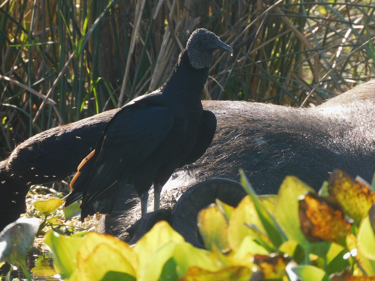 Black Vulture - ML639101503