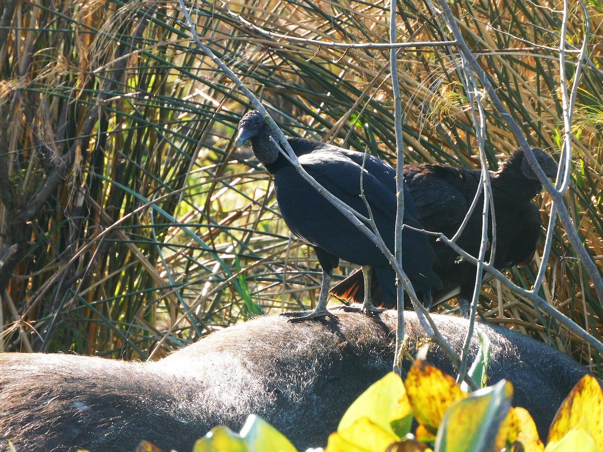 Black Vulture - ML639101504