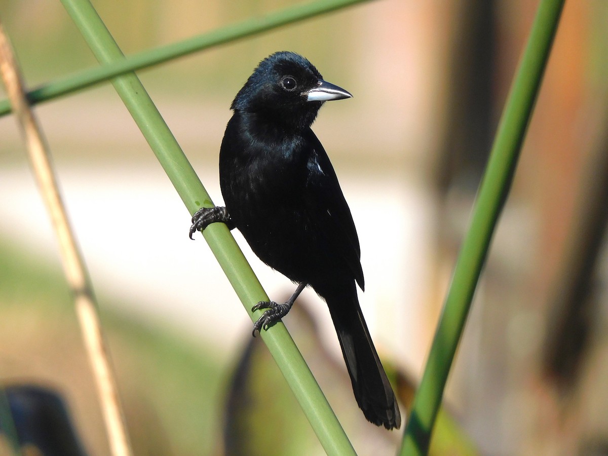 White-lined Tanager - ML639101516