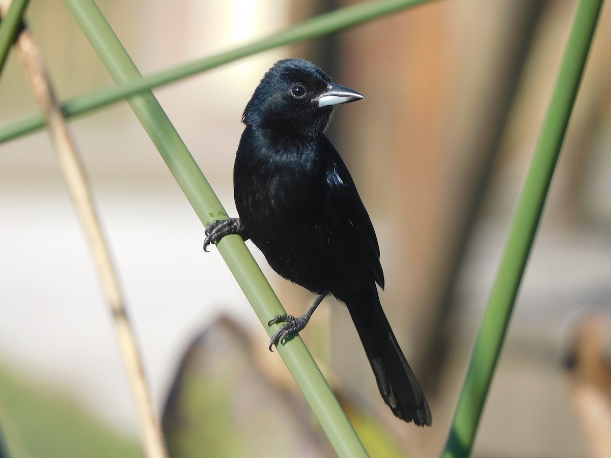 White-lined Tanager - ML639101535