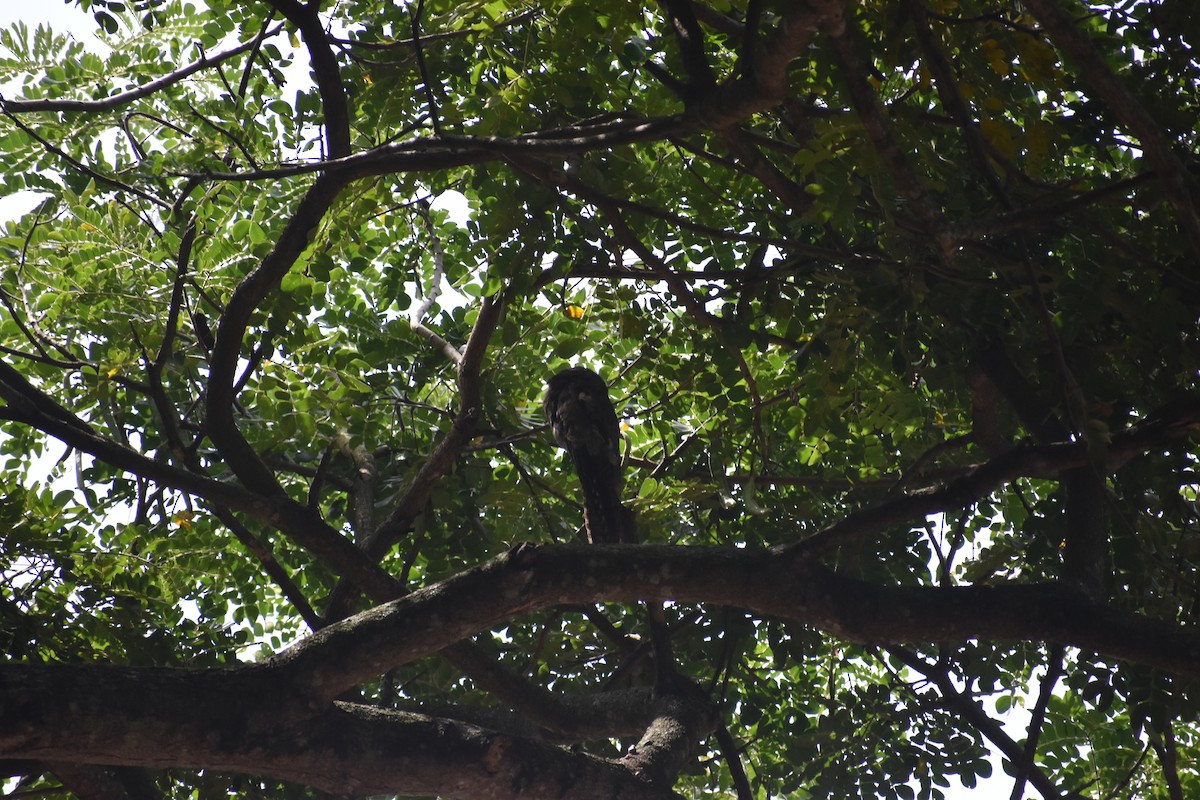 Common Potoo - ML639101550