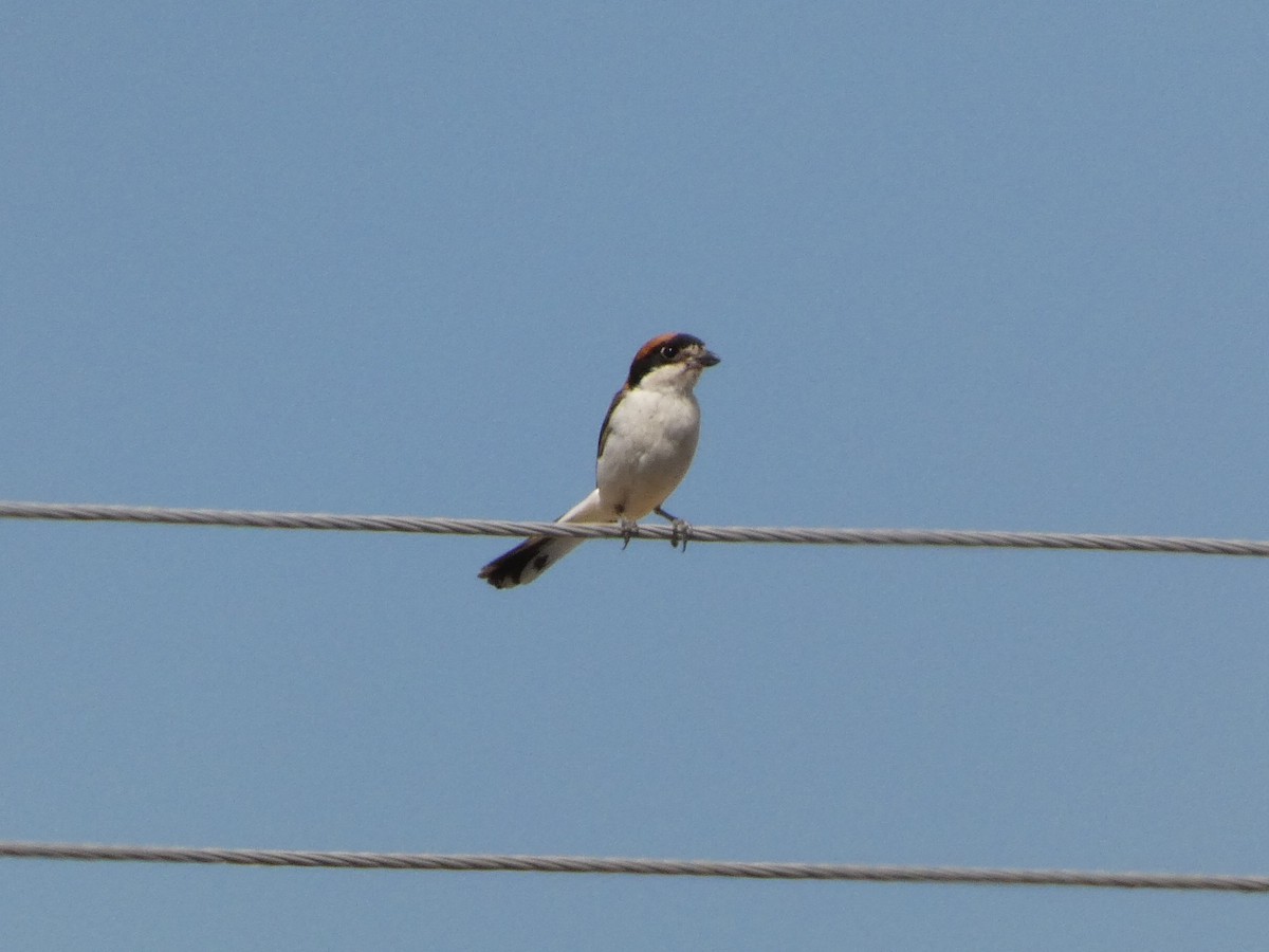 Woodchat Shrike - ML639101569