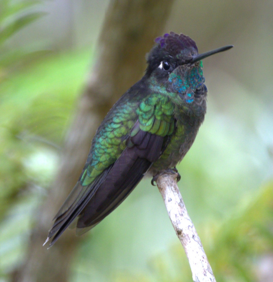 Talamanca Hummingbird - ML639101572