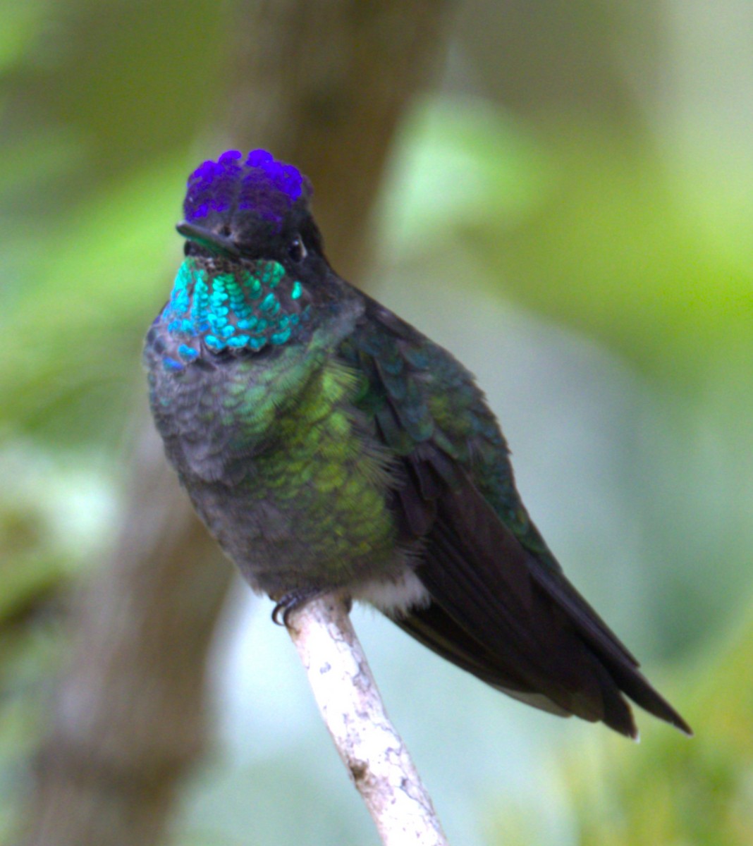 Talamanca Hummingbird - ML639101573