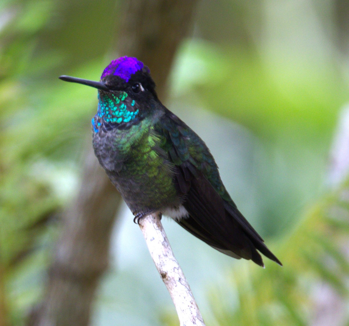 Talamanca Hummingbird - ML639101575