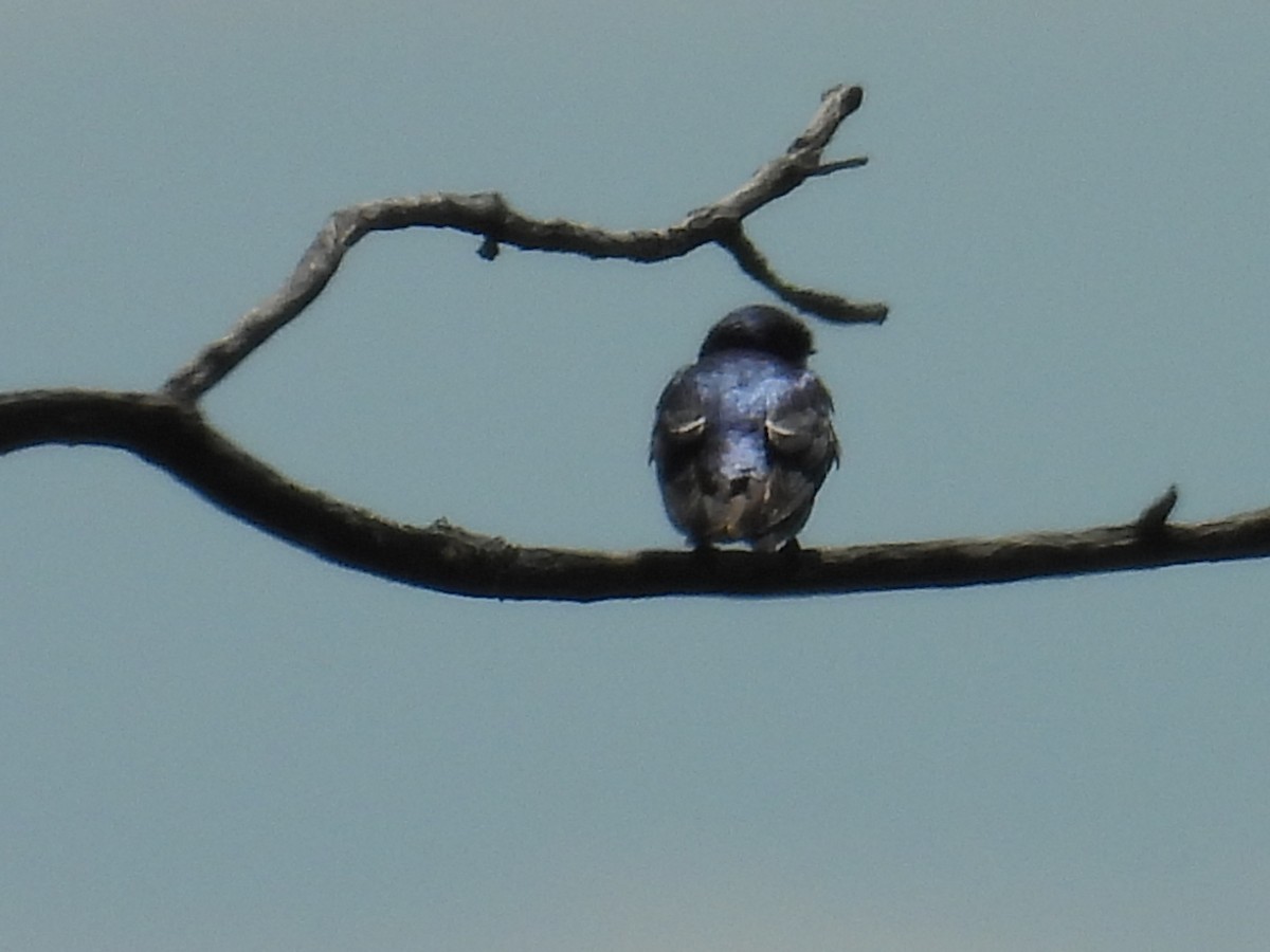 swallow sp. - ML639101583
