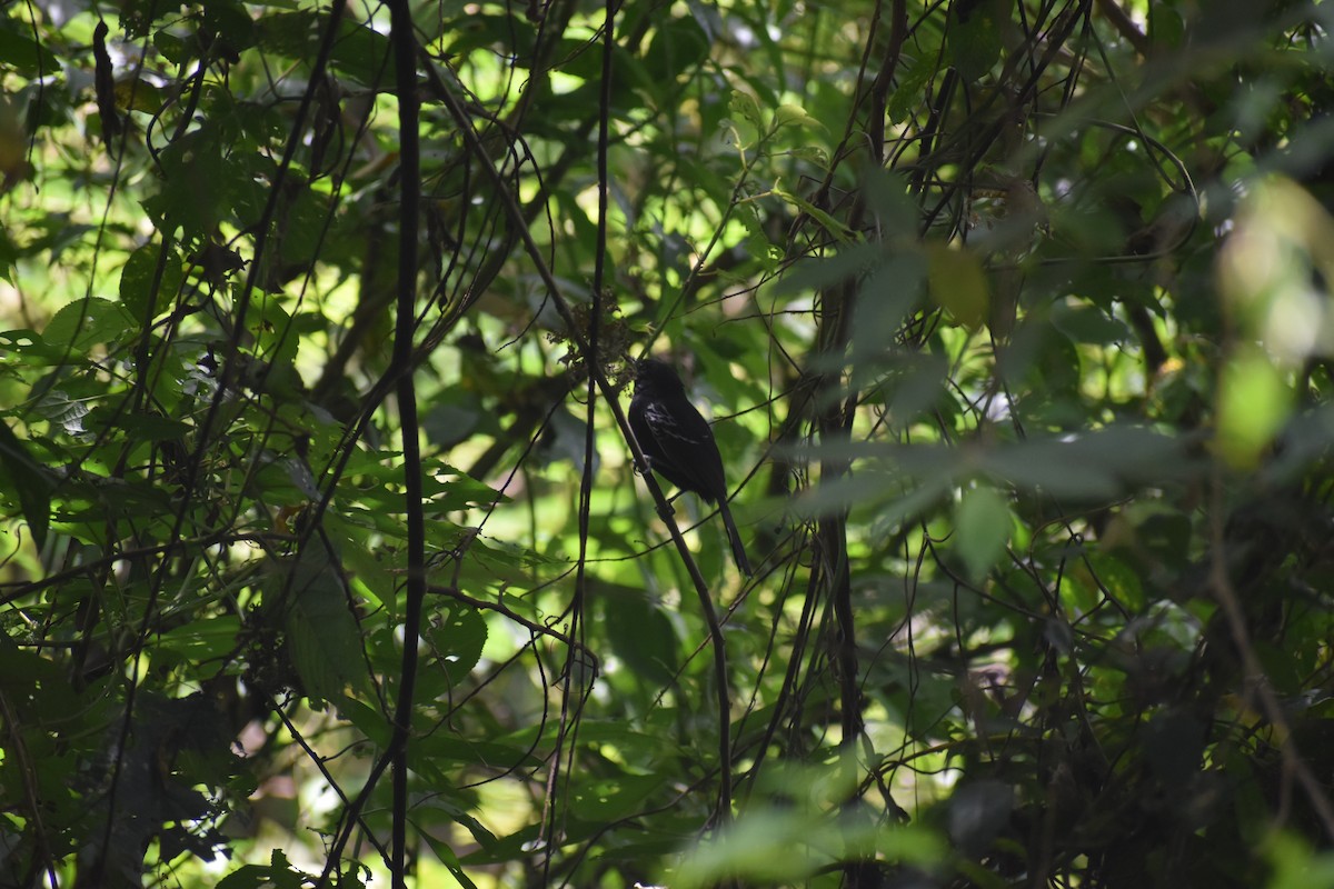 Jet Antbird - ML639101587