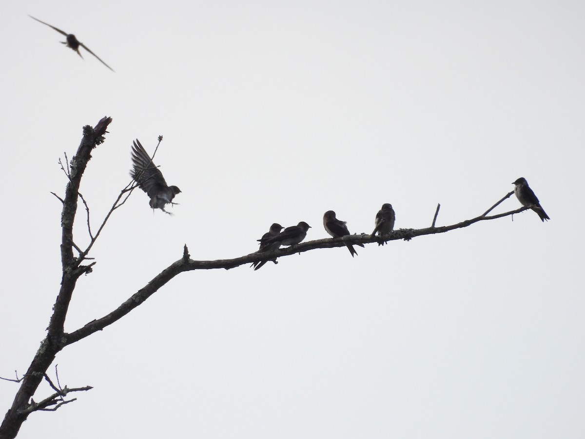 Purple Martin - ML639101589