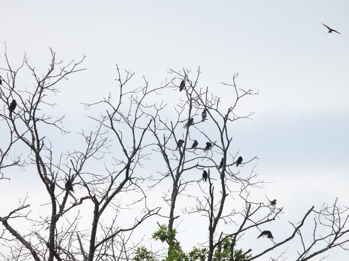 Purple Martin - ML639101590