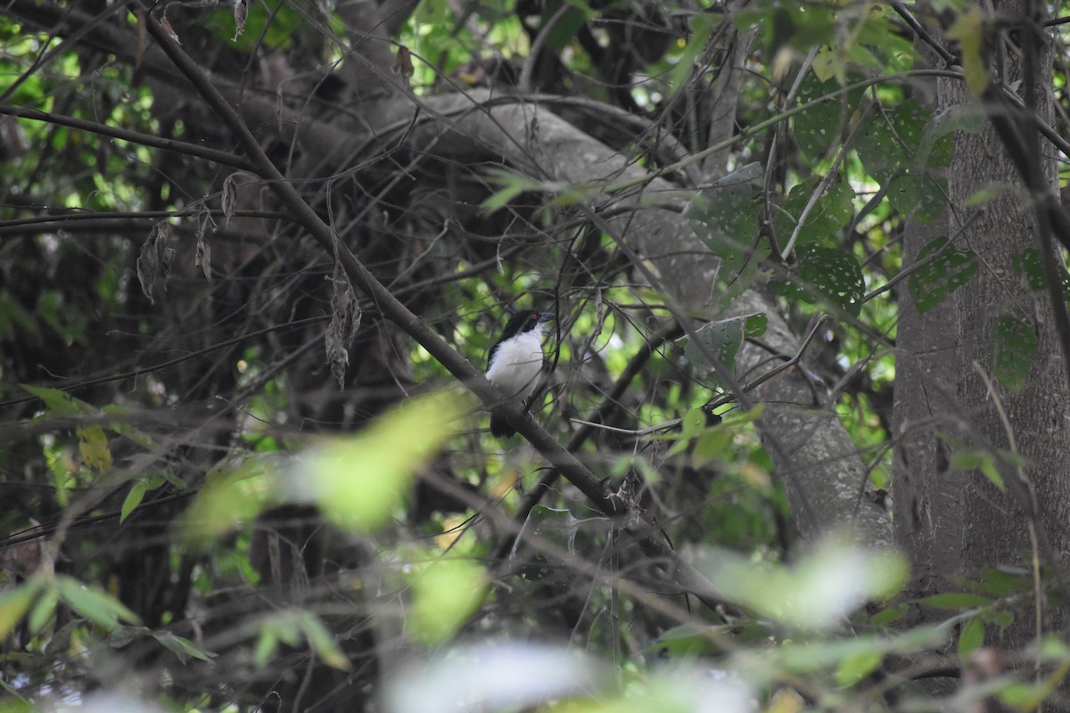 Great Antshrike - ML639101610