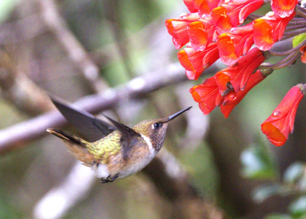 Volcano Hummingbird - ML639101621