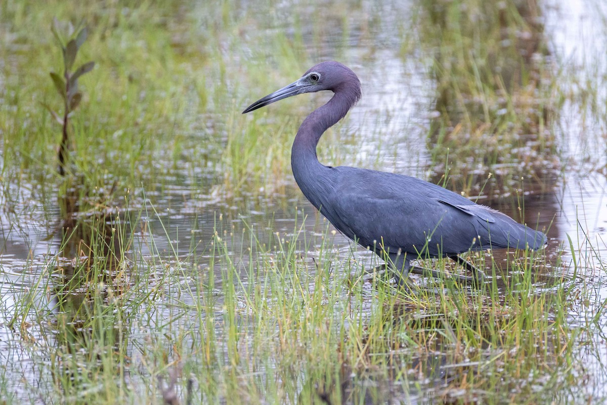 Little Blue Heron - ML639101633