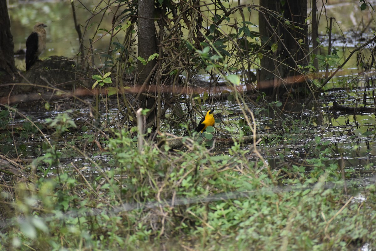 Oriole Blackbird - ML639101662