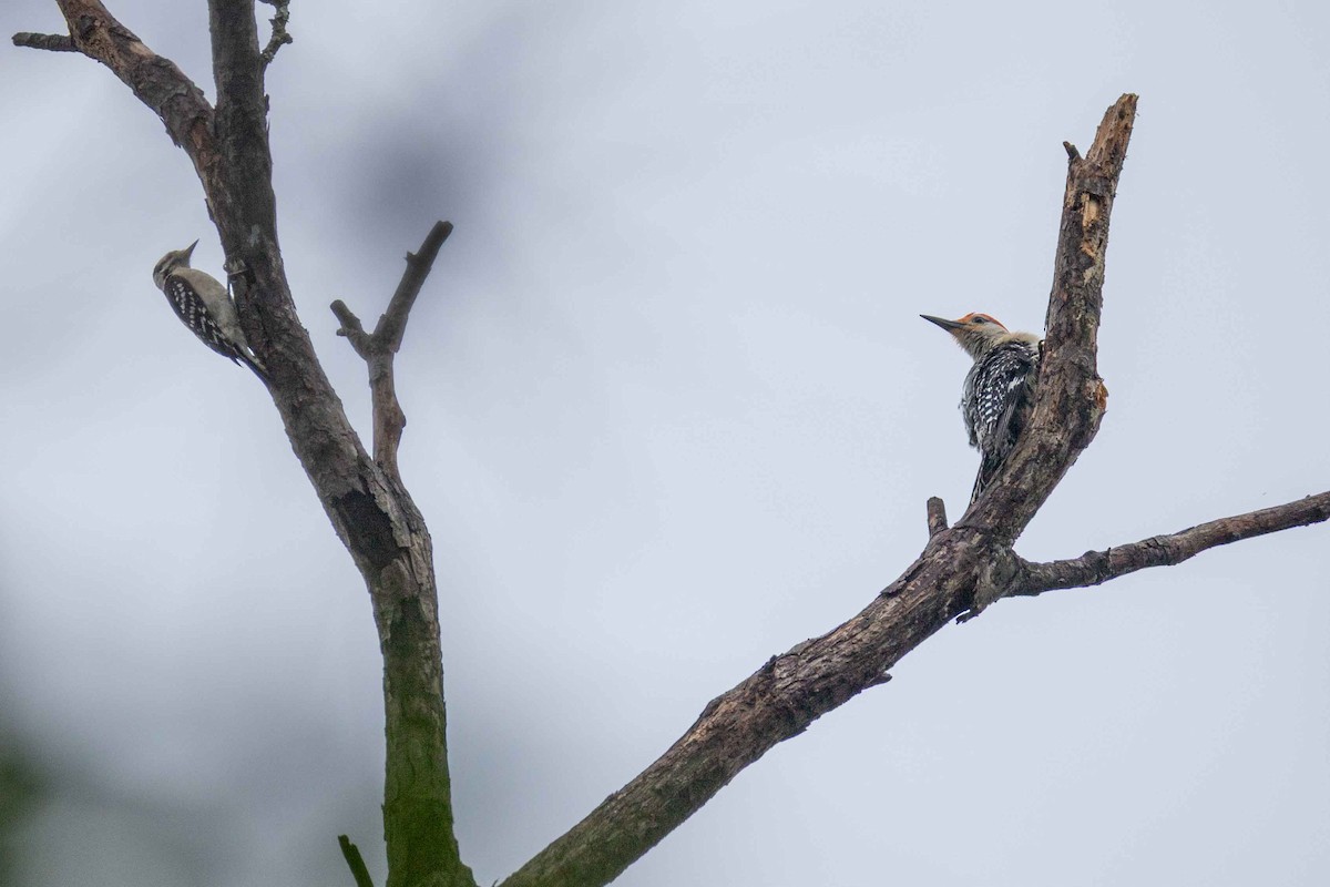 Red-bellied Woodpecker - ML639101683