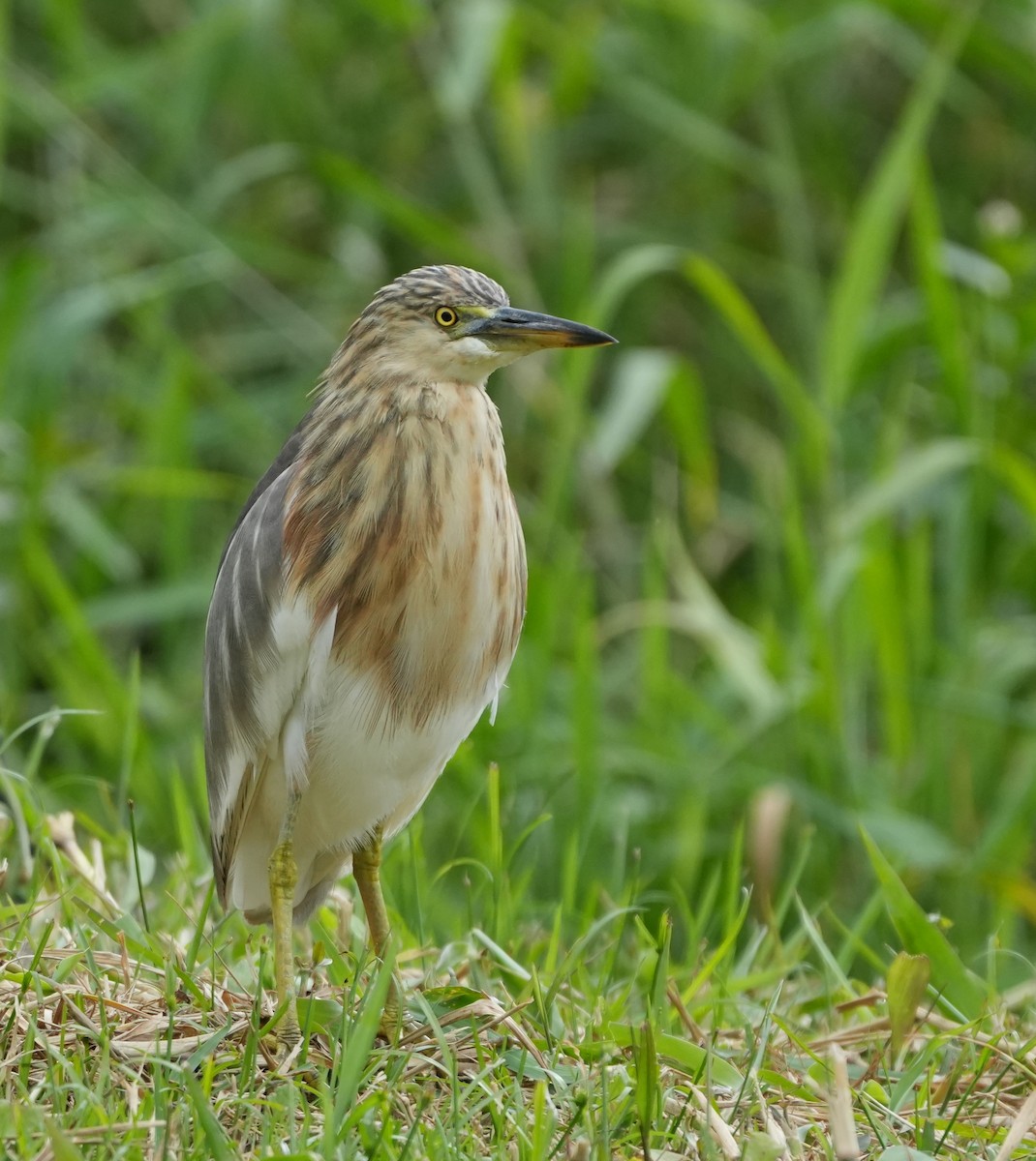 Javan Pond-Heron - ML639101797