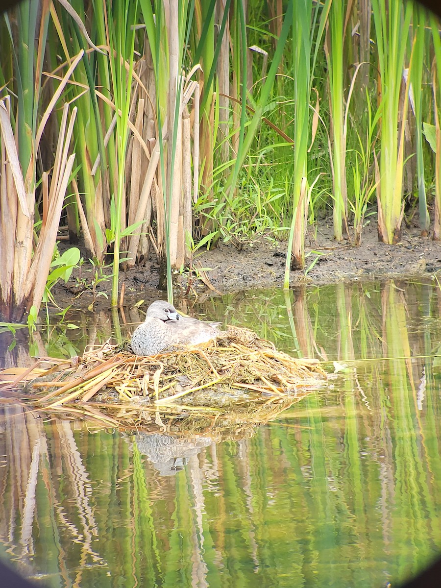 Pied-billed Grebe - ML639101809
