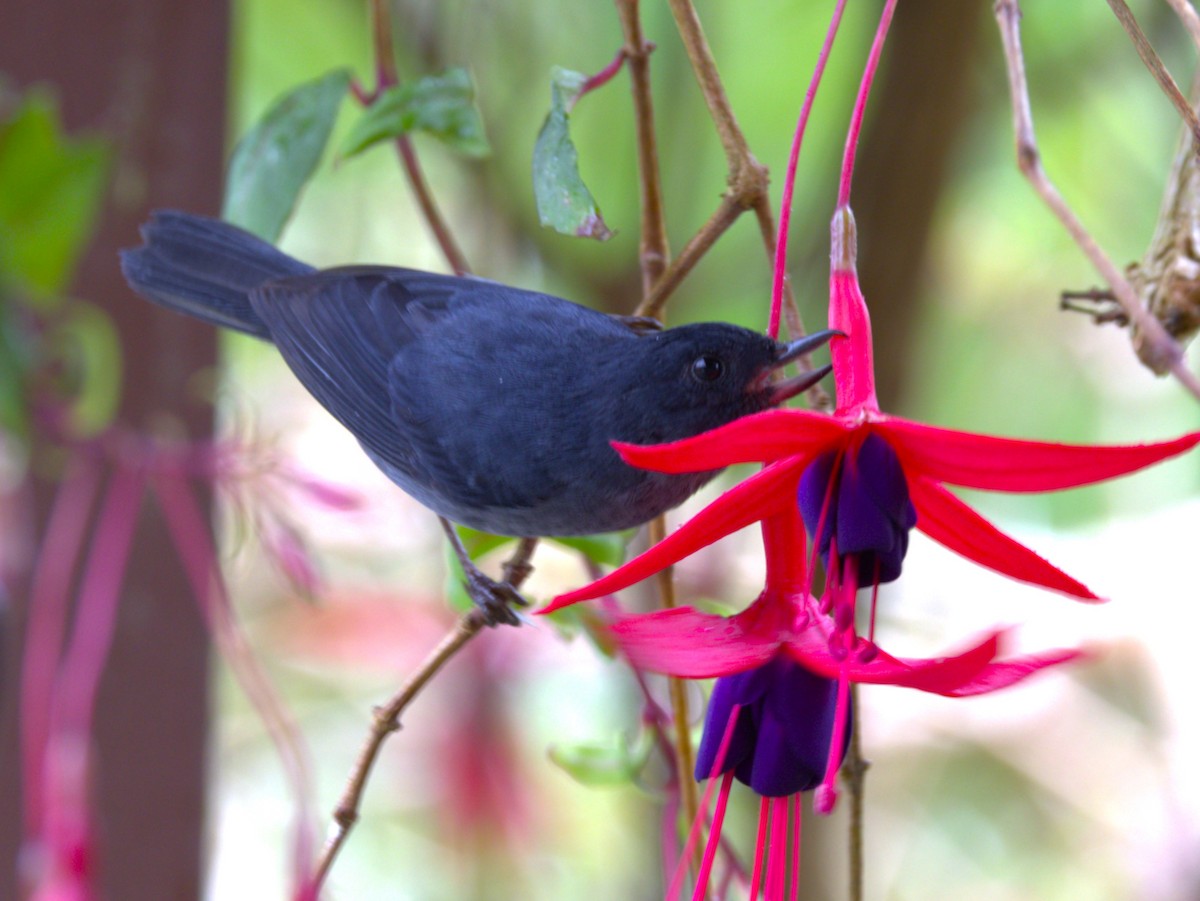 Slaty Flowerpiercer - ML639101876