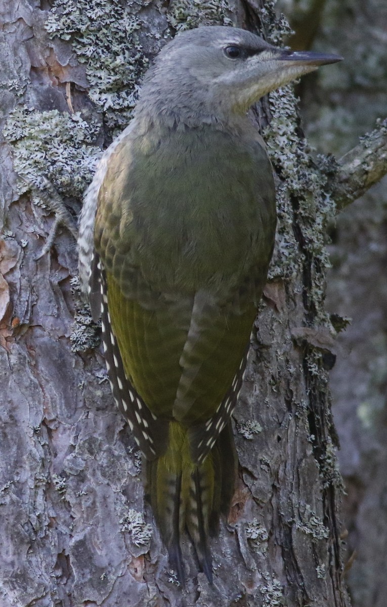 Gray-headed Woodpecker - ML639102051