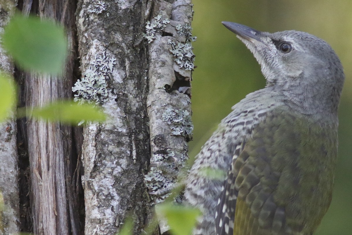 Gray-headed Woodpecker - ML639102052