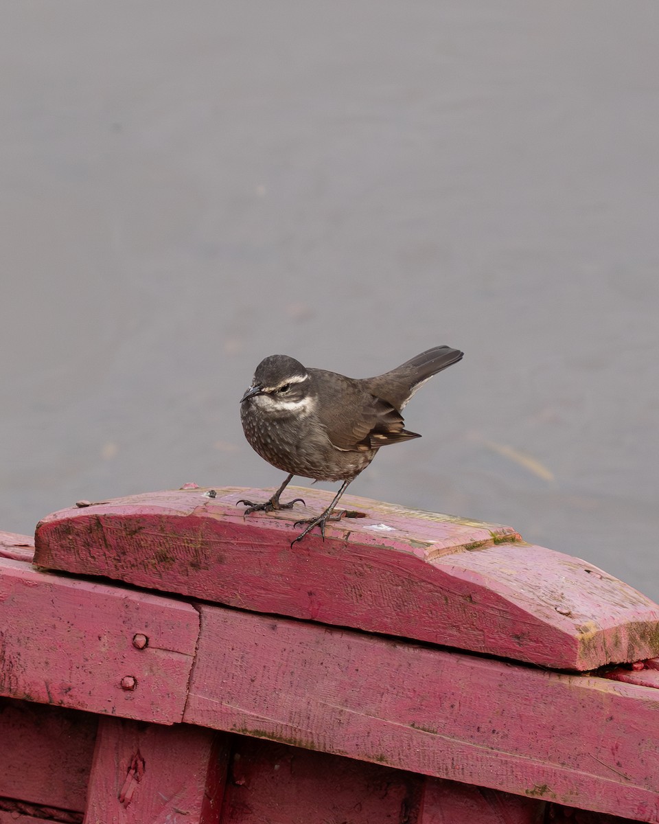 Gray-flanked Cinclodes - ML639102079