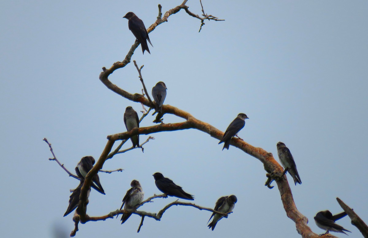 Purple Martin - ML639102103