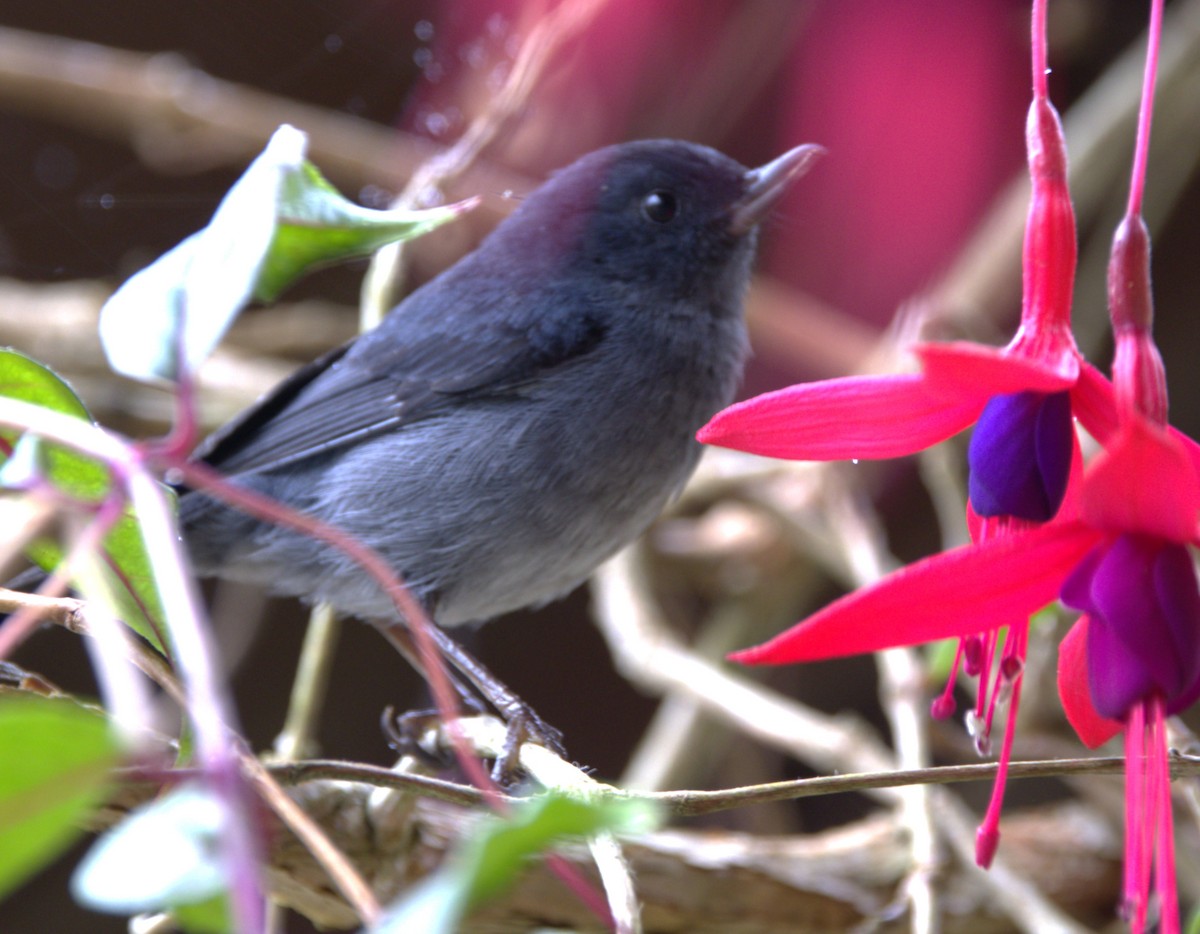 Slaty Flowerpiercer - ML639102212