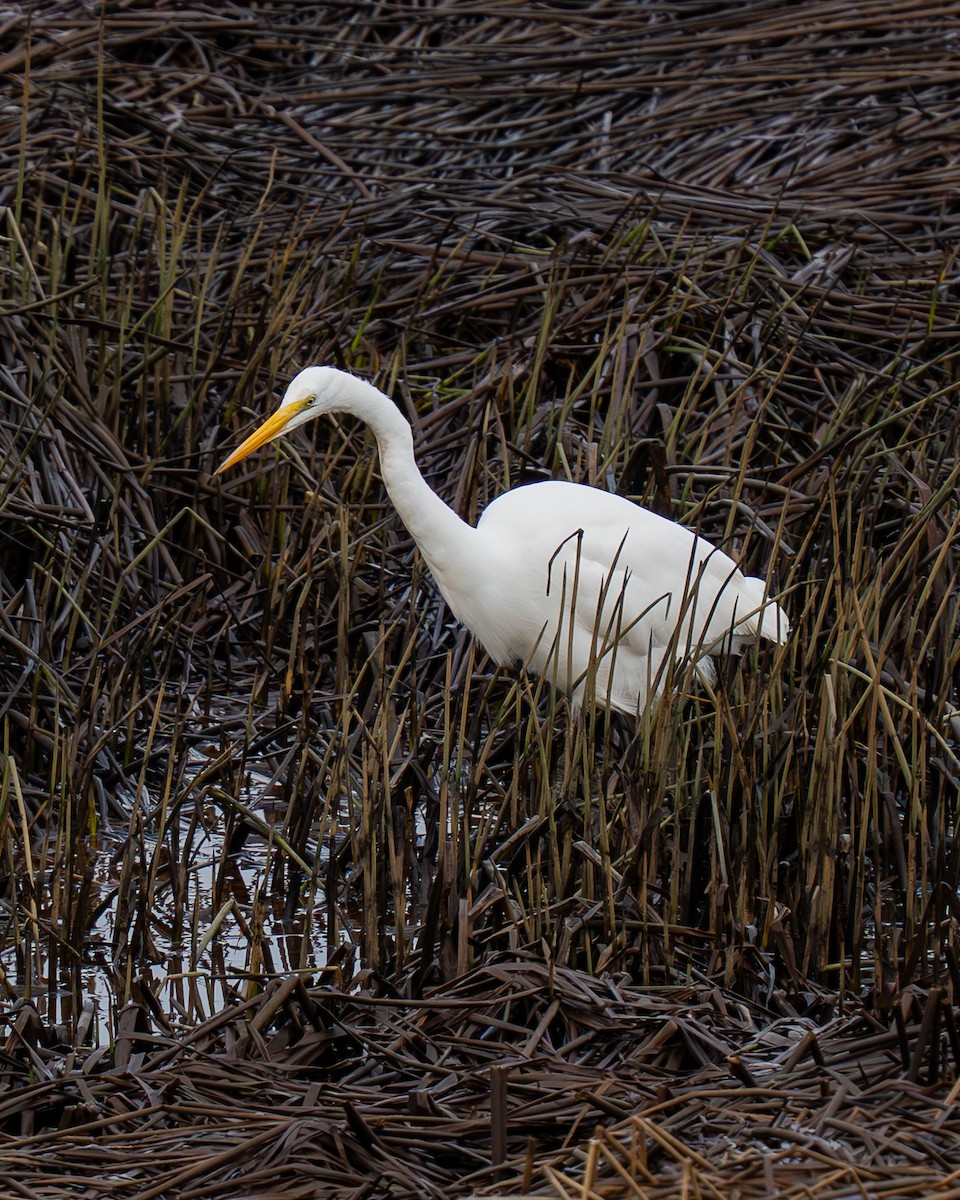 Цасч дэглий - ML639102255