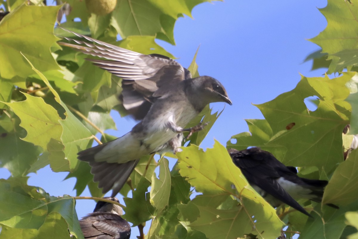 Purple Martin - ML639102313