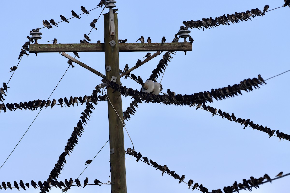 Purple Martin - ML639102339