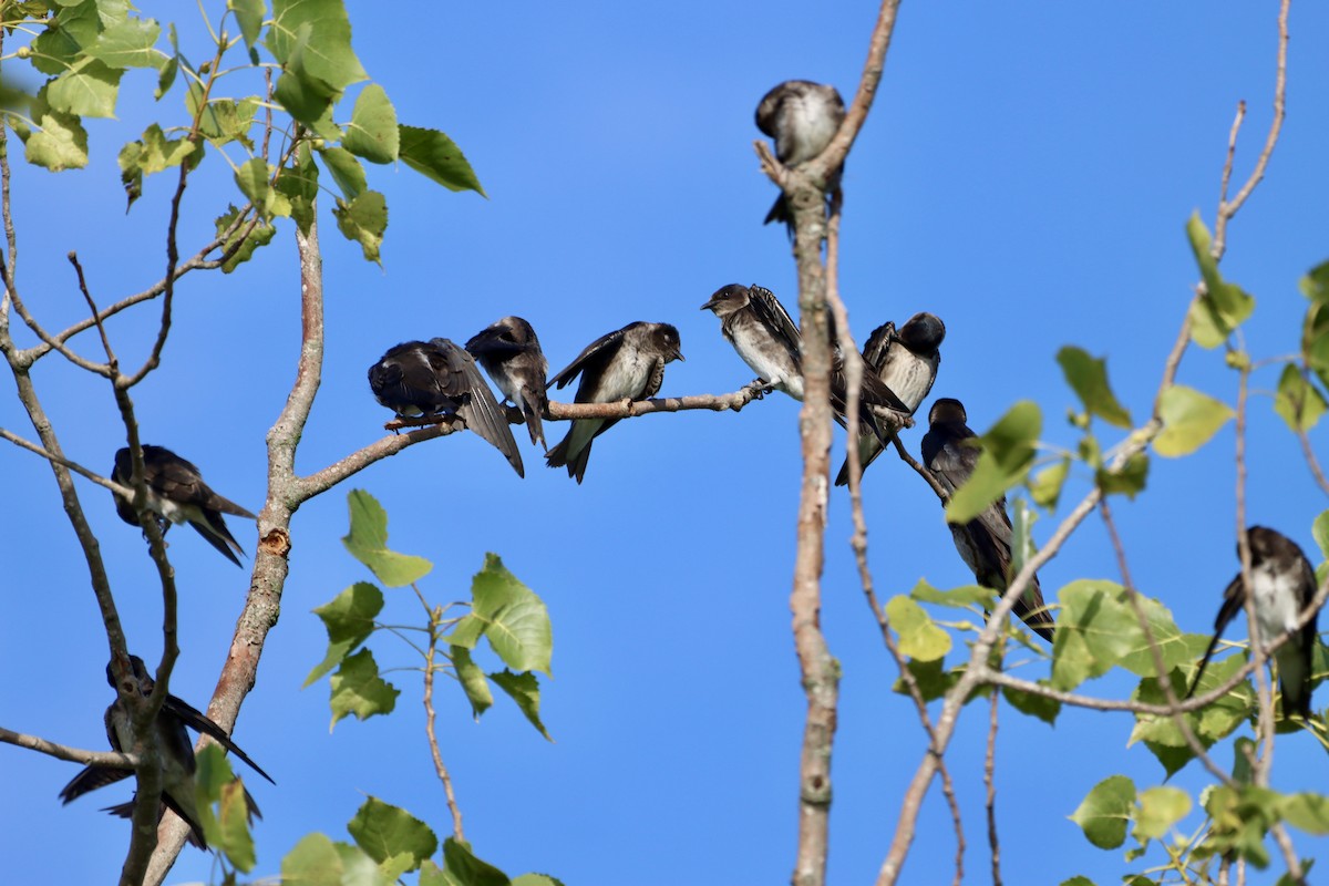 Purple Martin - ML639102345