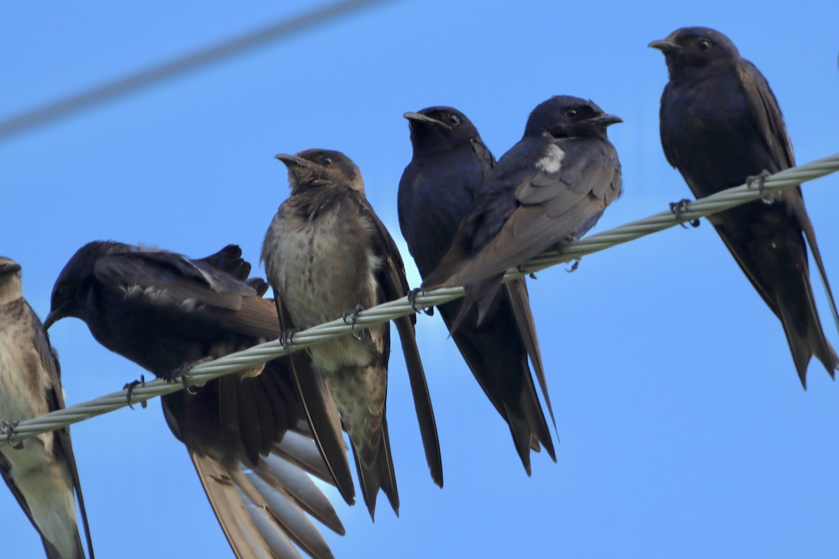 Purple Martin - ML639102365