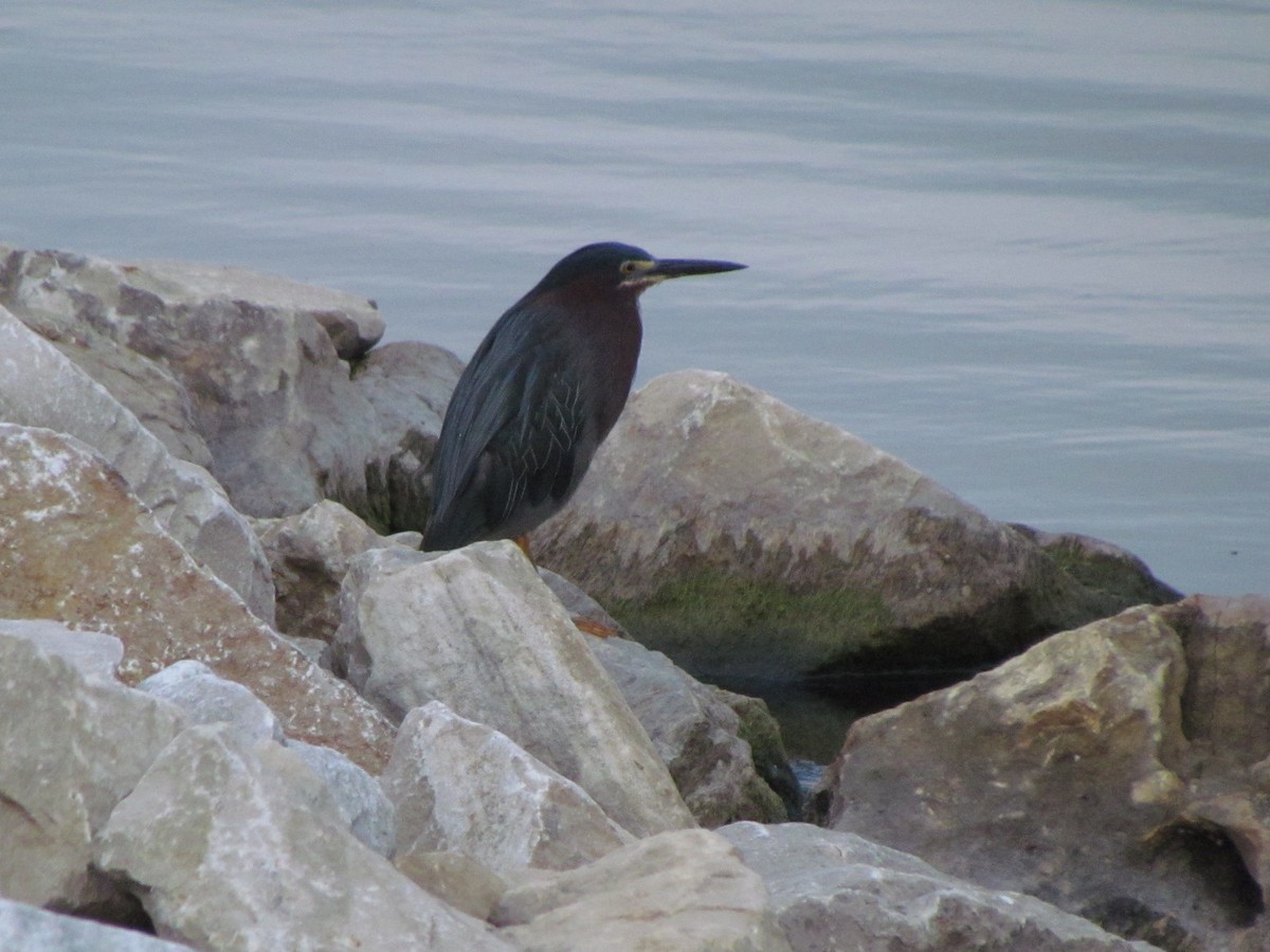 Airone verde - ML639102380