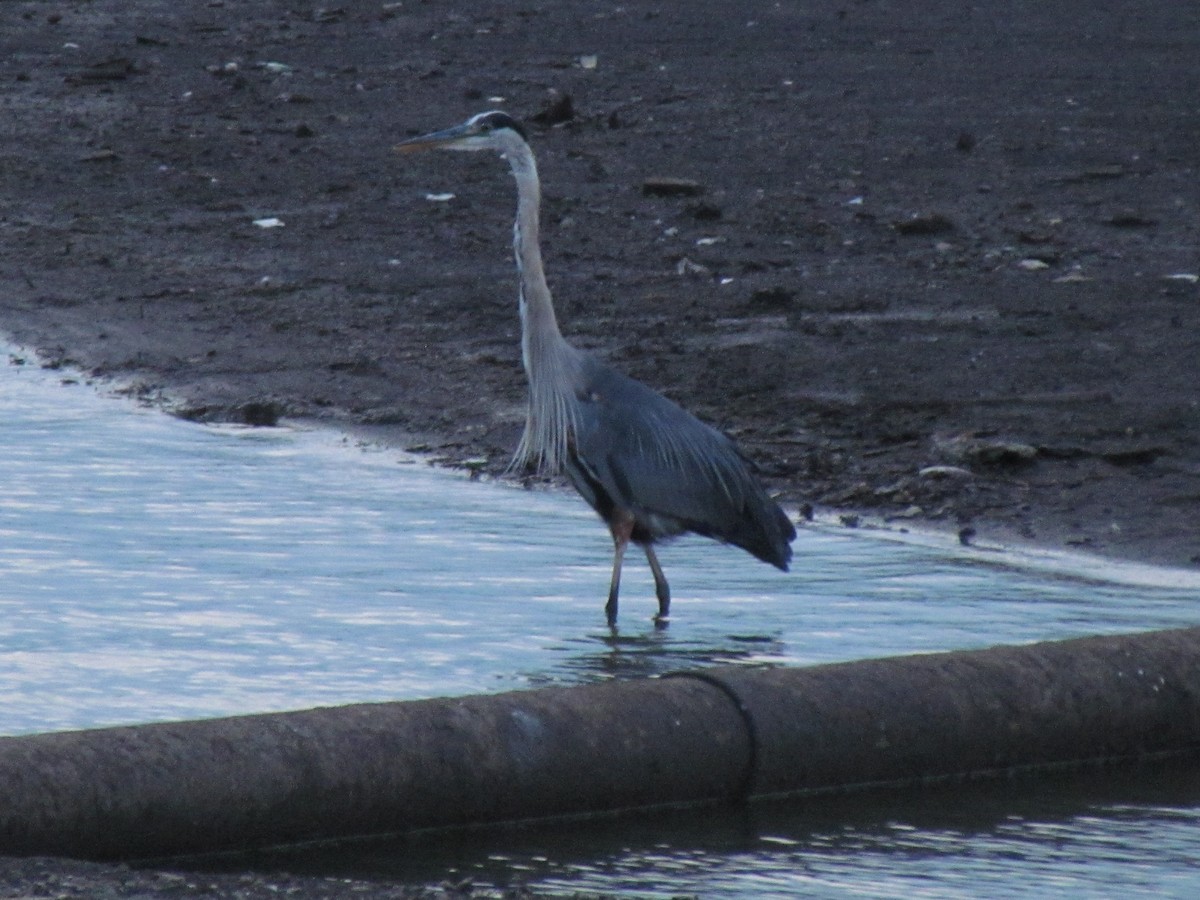 Great Blue Heron - ML639102387