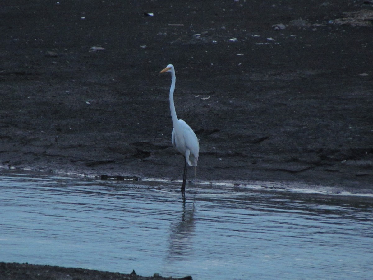 Airone bianco maggiore - ML639102389