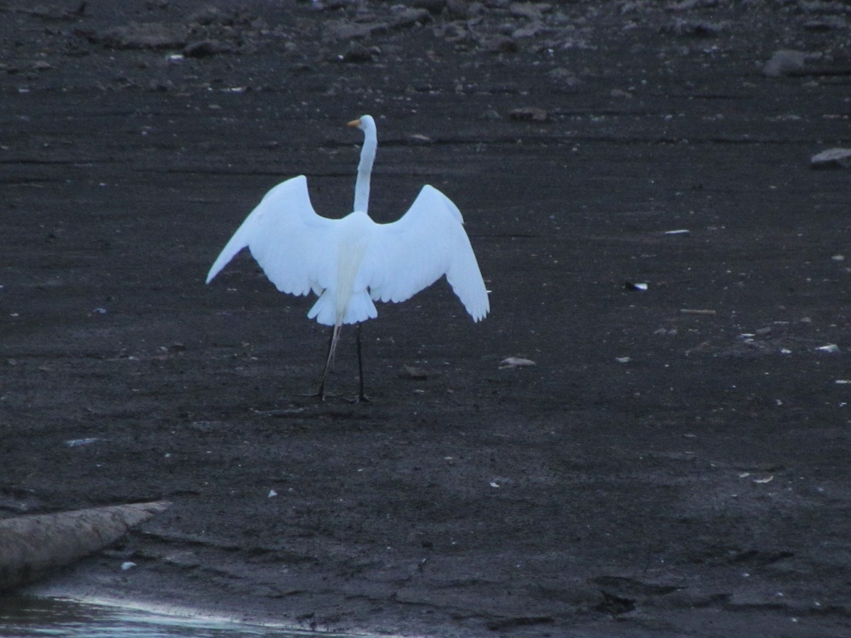 Airone bianco maggiore - ML639102393