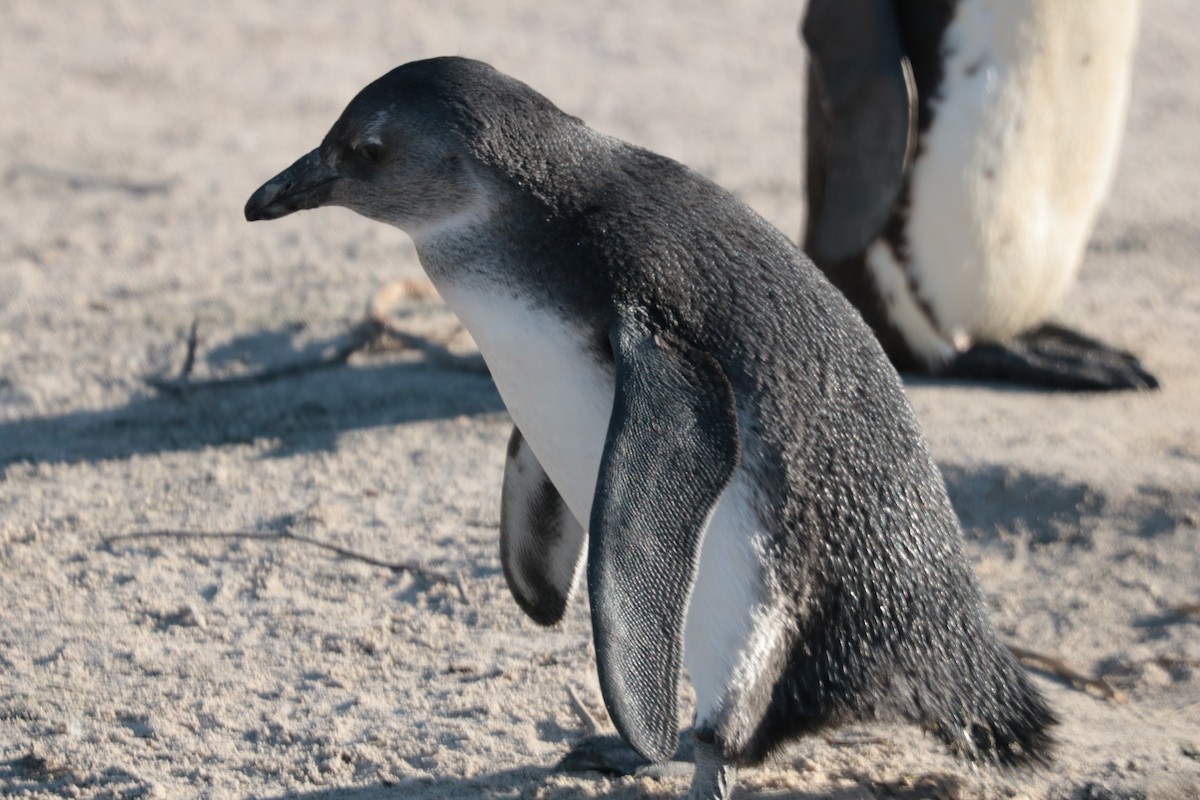 African Penguin - ML639102394